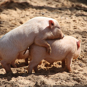 母豬年生產(chǎn)力的隱形殺手：溫度和濕度